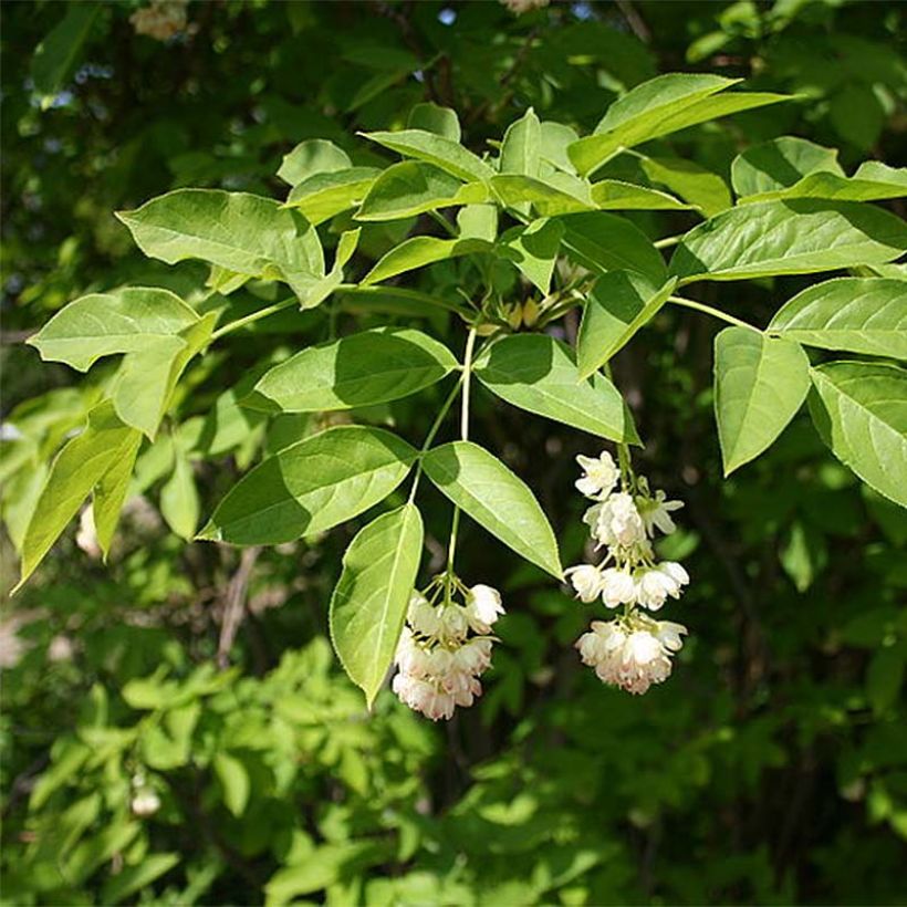 Staphylea pinnata - Faux pistachier (Floraison)
