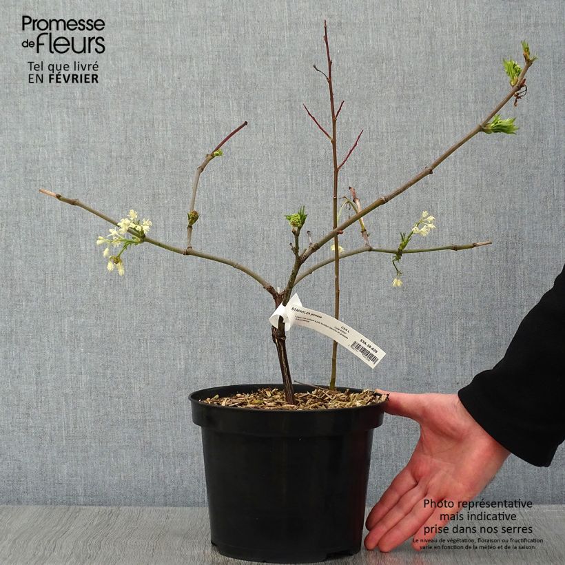 Spécimen de Staphylea pinnata - Faux pistachier tel que livré en hiver