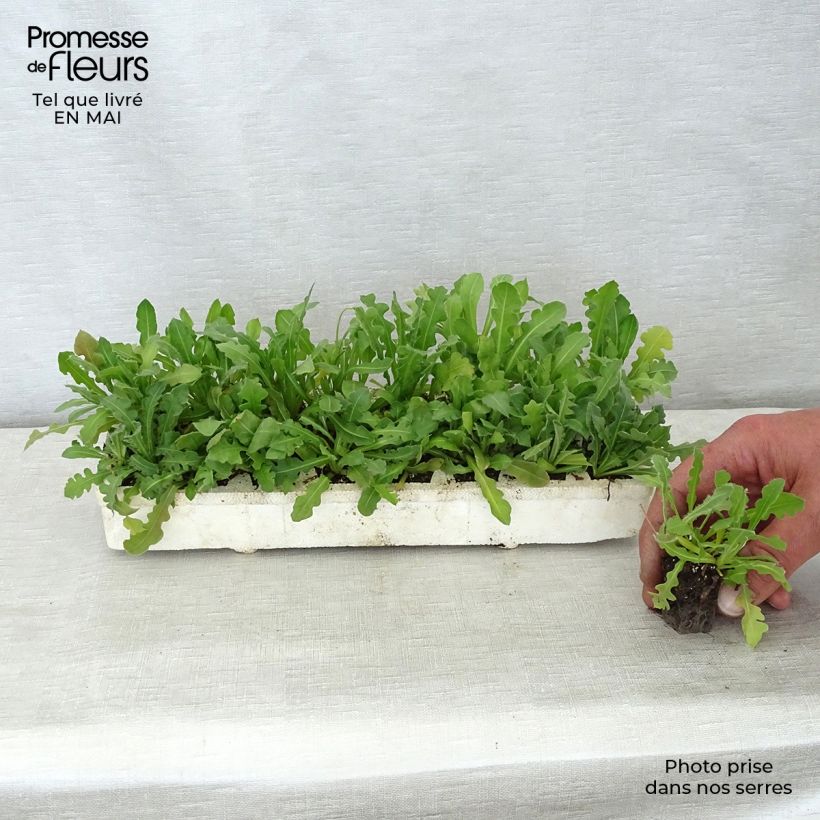 Spécimen de Statice Forever mélange - Limonium sinuatum Mini-mottes Jardimotte : motte 3,8 cm x 3,2 cm en plaque de culture par 16 tel que livré au printemps