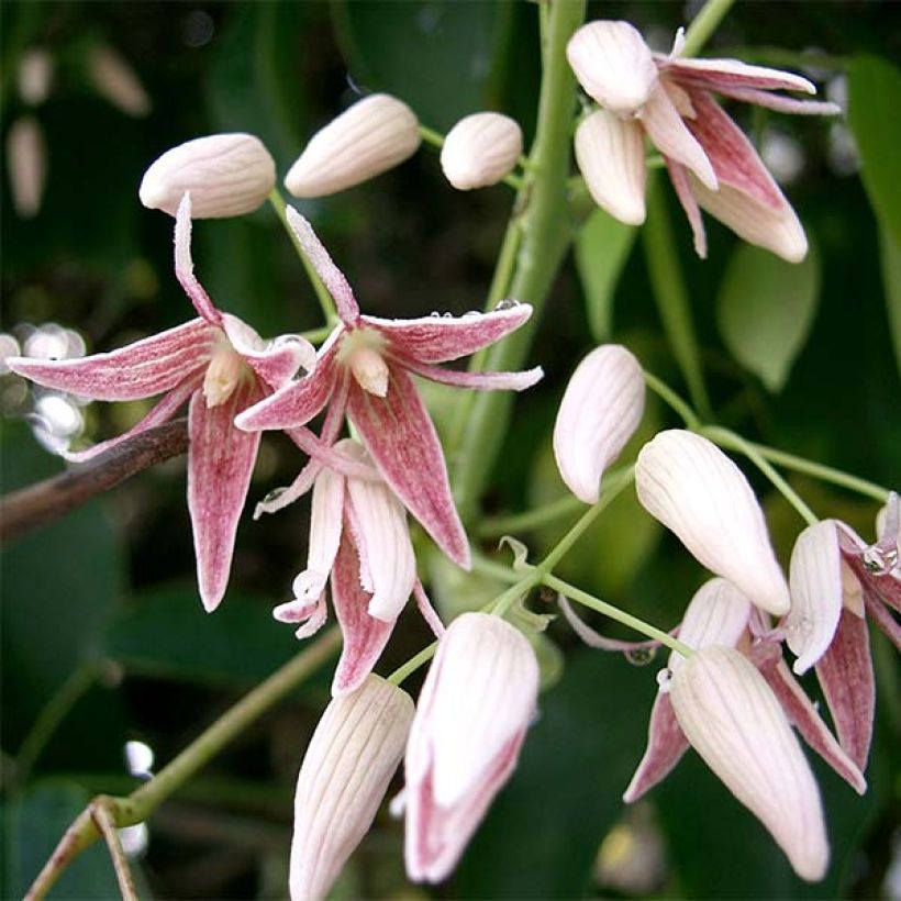 Stauntonia hexaphylla (Floraison)