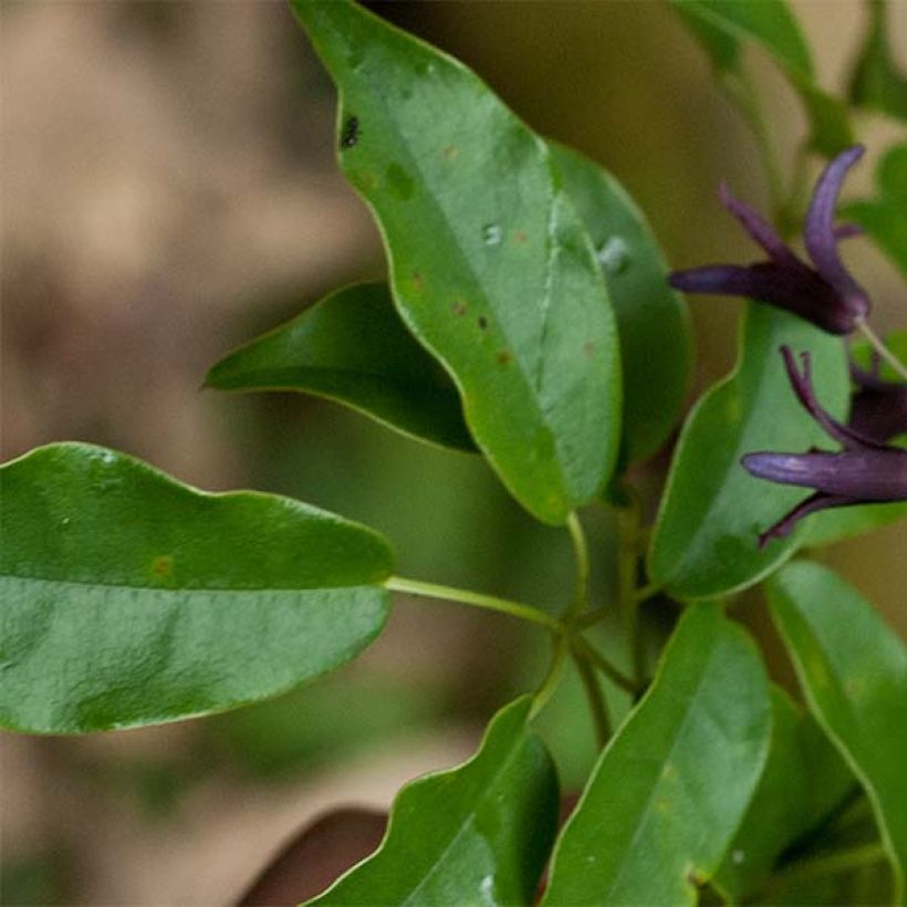 Stauntonia purpurea (Feuillage)