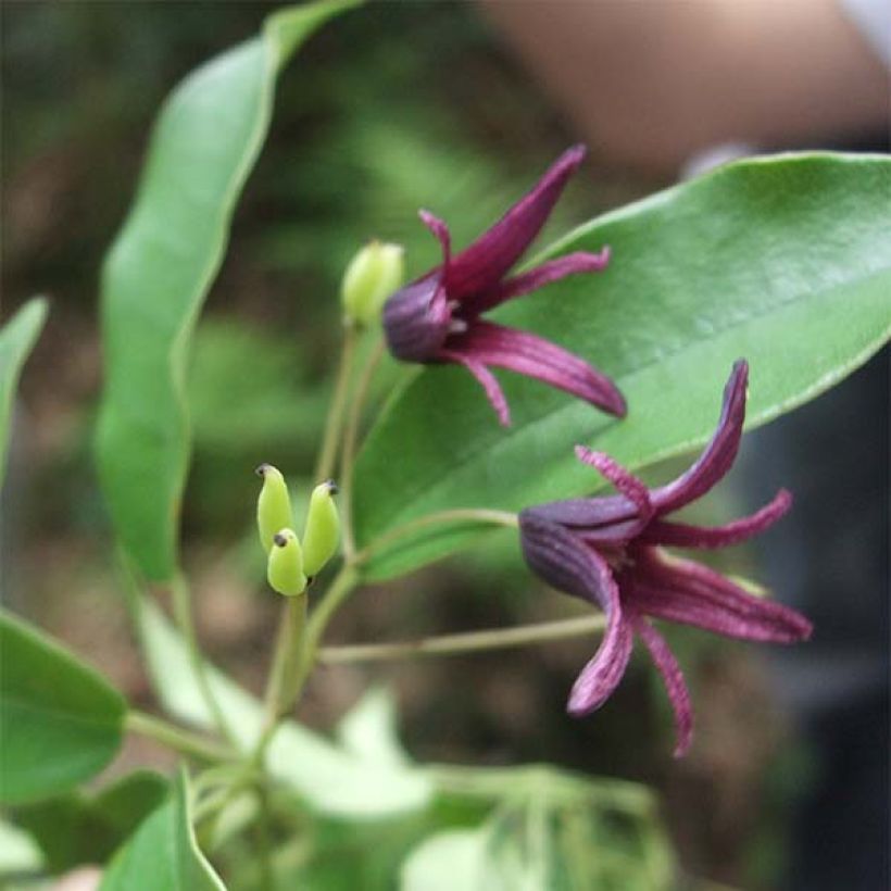 Stauntonia purpurea (Floraison)
