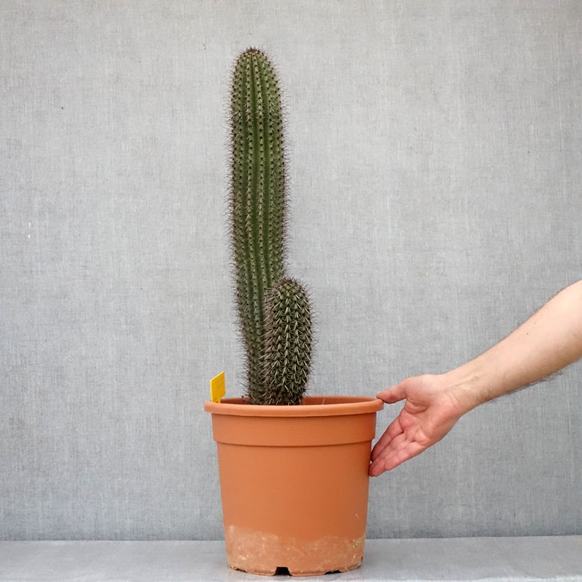 Spécimen de Stenocereus thurberi - Cactus orgue Pot de 7,5L/10L tel que livré au printemps