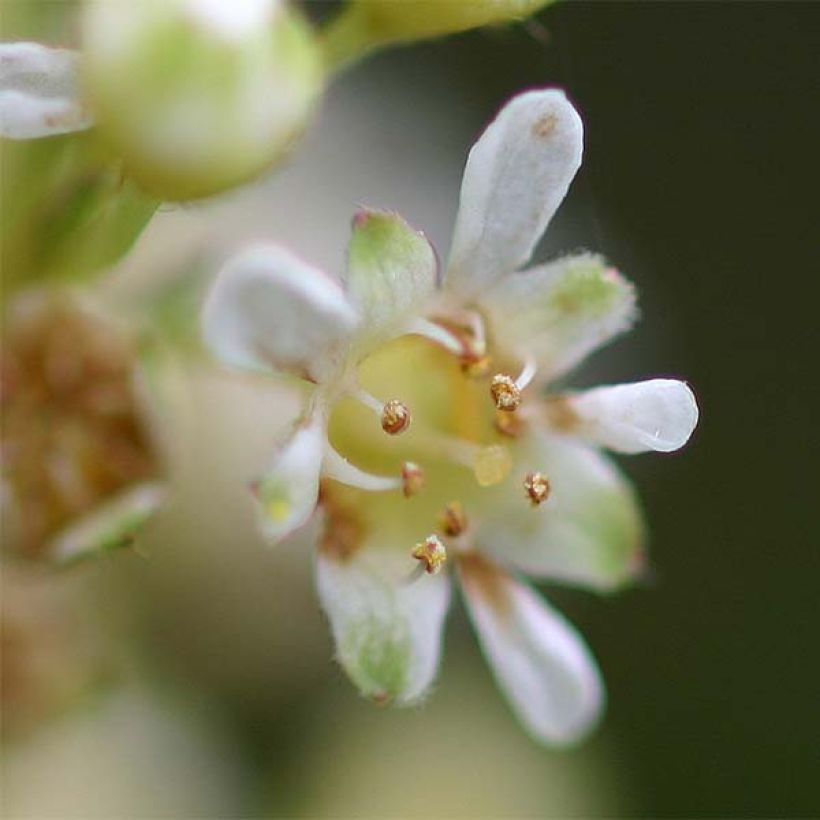 Stephanandra incisa Crispa (Floraison)