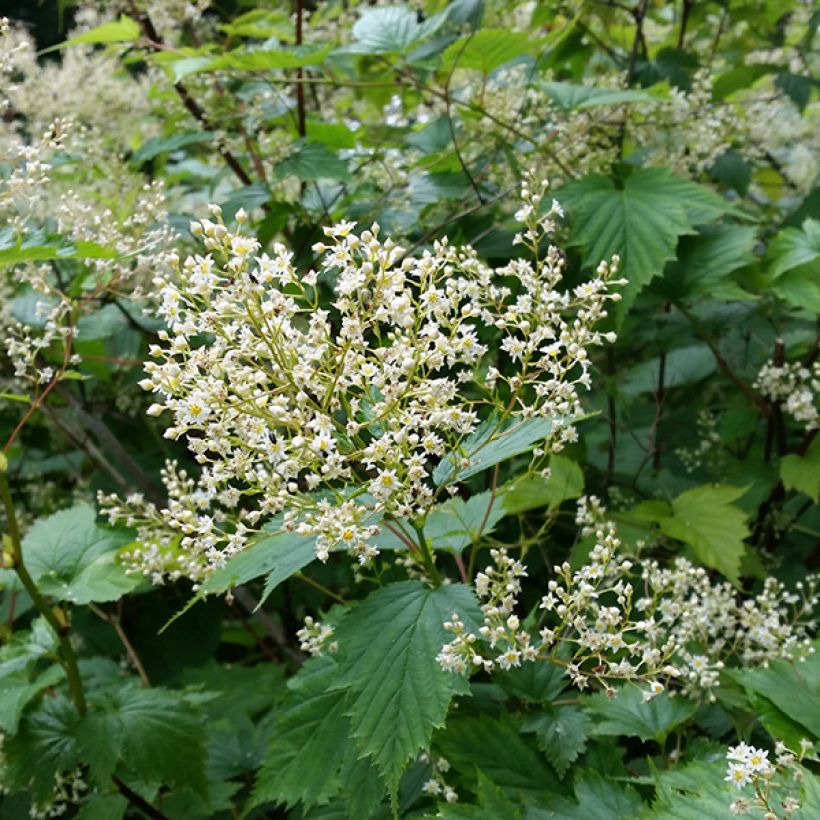 Stephanandra tanakae (Floraison)