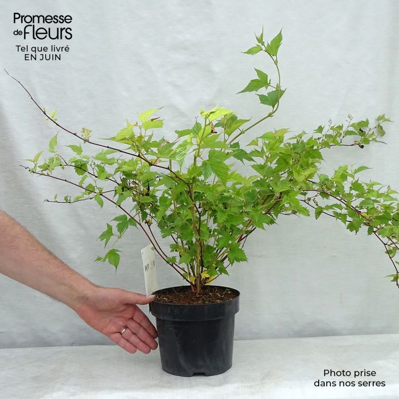 Spécimen de Stephanandra tanakae Pot de 3L/4L tel que livré en été