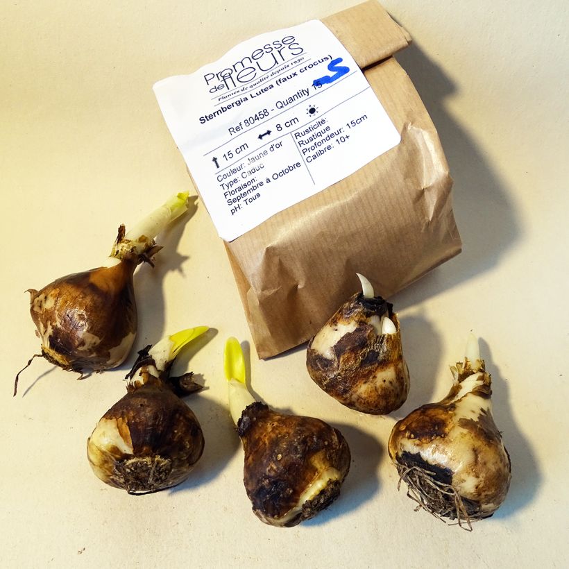 Exemple de spécimen de Sternbergia lutea - Faux crocus d'automne - Bulbe Bulbe calibre 10+ tel que livré