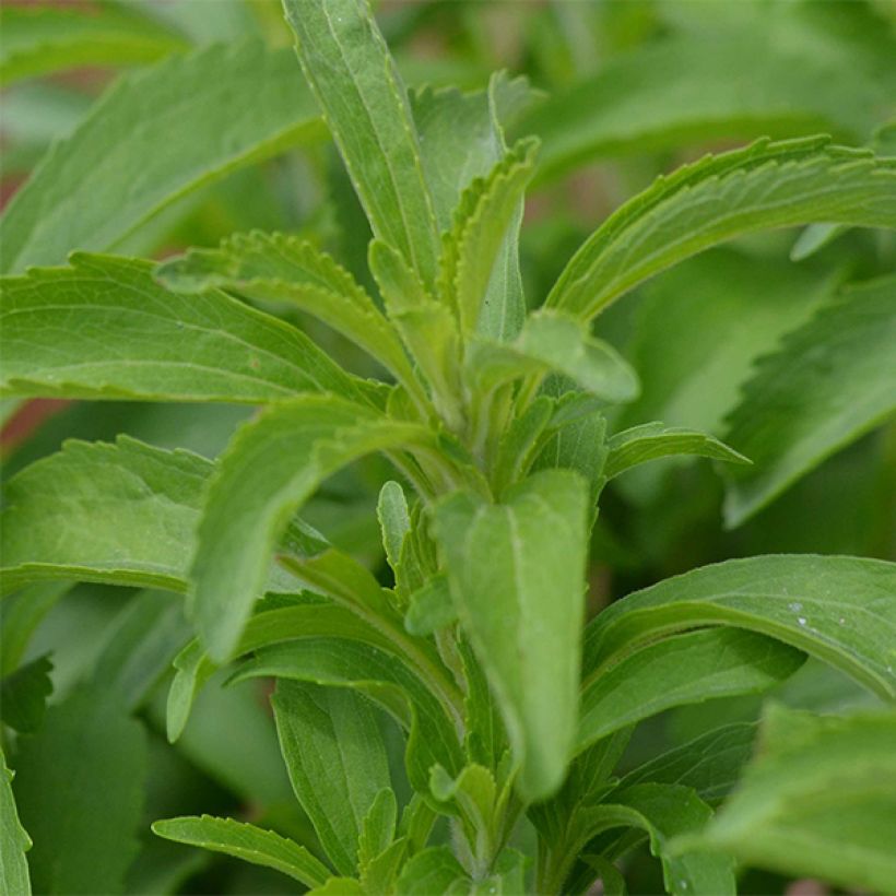 Stevia rebaudiana (Feuillage)