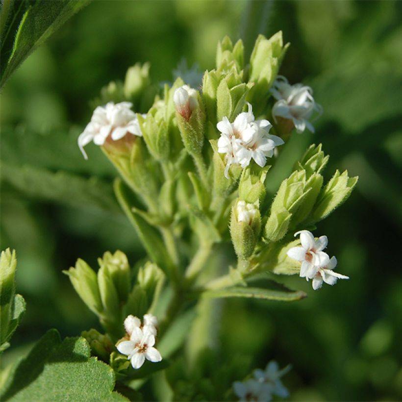 Stevia rebaudiana (Floraison)