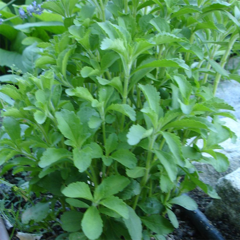 Stevia rebaudiana (Port)