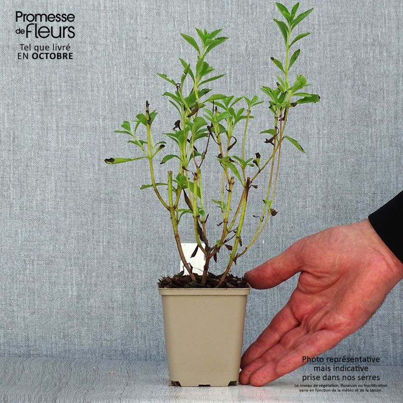 Spécimen de Stevia rebaudiana Godet de 8/9 cm tel que livré en automne