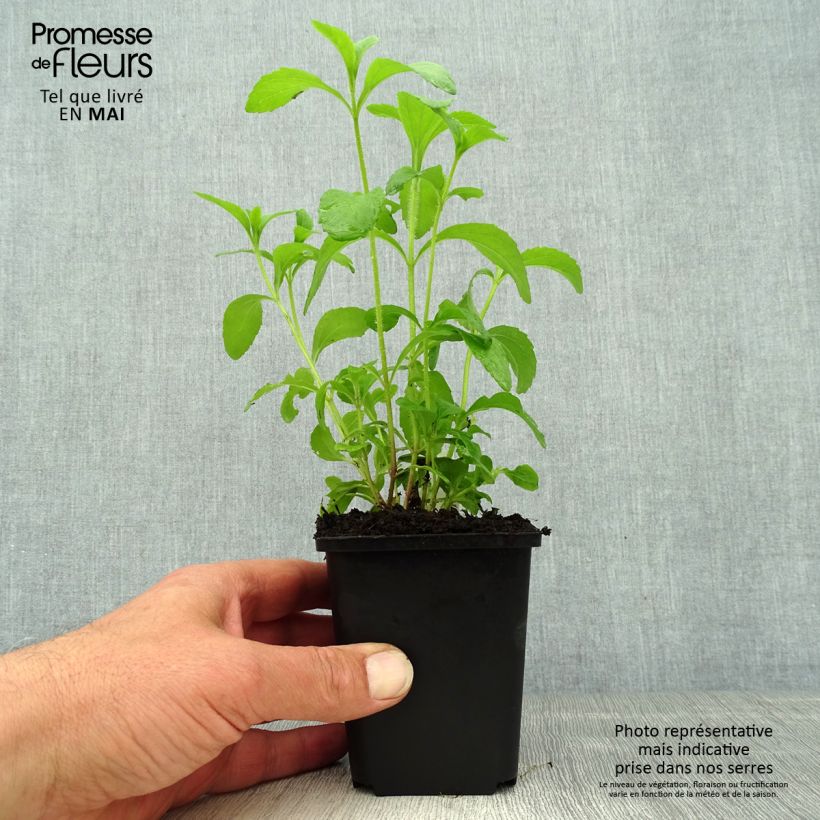 Spécimen de Stevia rebaudiana Godet de 8 cm tel que livré au printemps