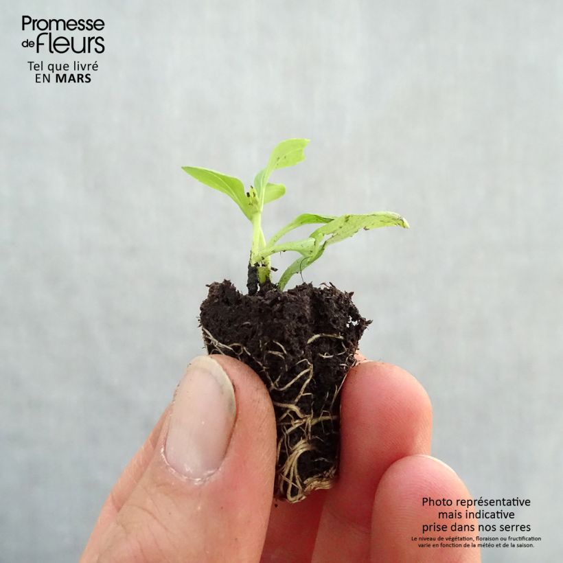 Spécimen de Stevia rebaudiana Sweet Honey en plants Mini-motte 3 cm tel que livré au printemps
