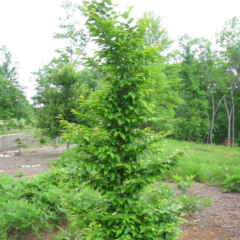 Stewartia monadelpha  (Port)