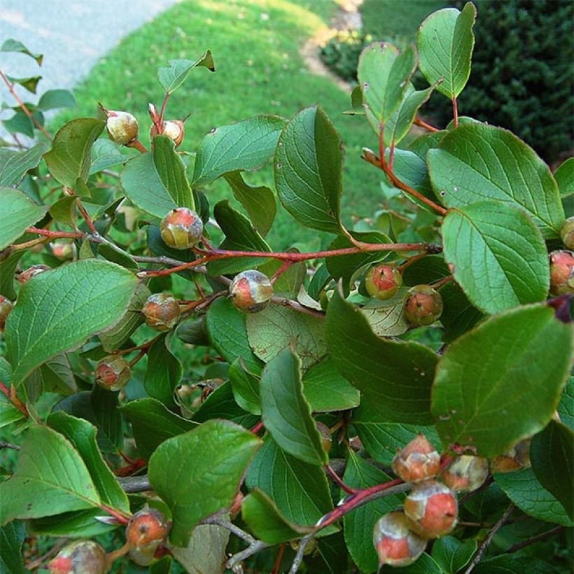 Stewartia pseudocamellia - Stuartie (Feuillage)