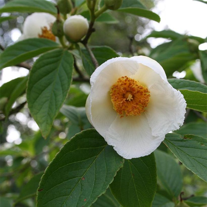 Stewartia pseudocamellia - Stuartie (Floraison)