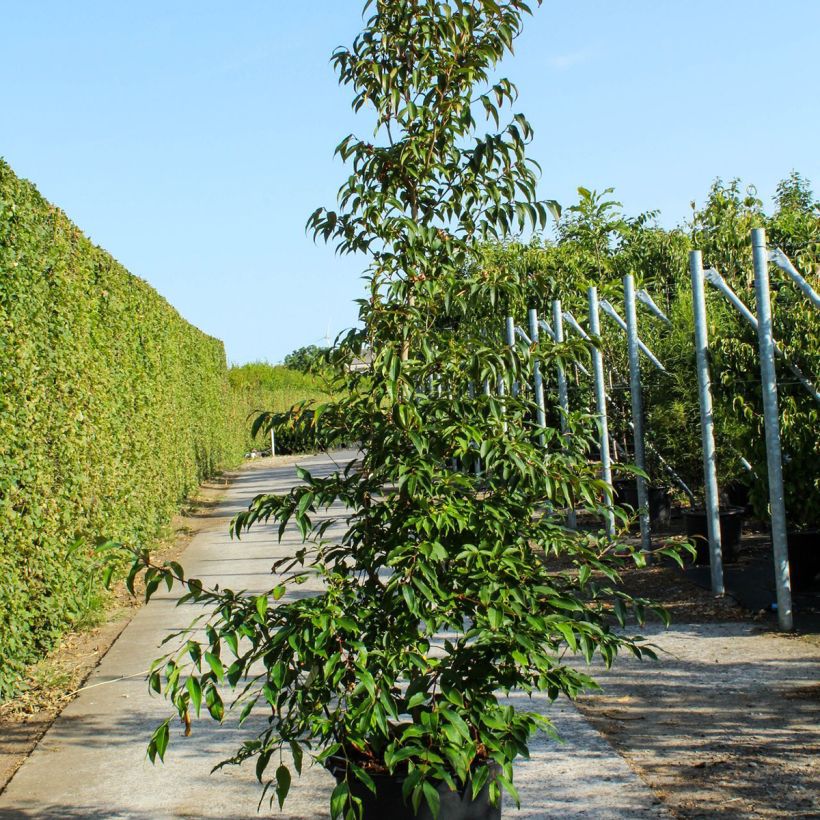 Spécimen de Stewartia pseudocamellia - Stuartie - Pot de 70L tel que livré au printemps