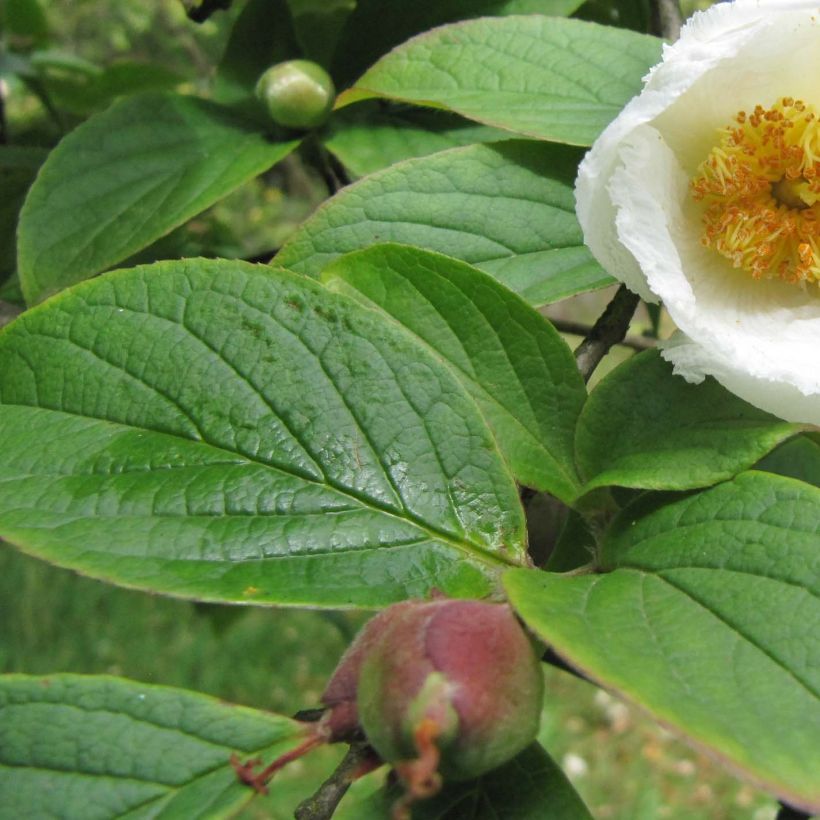 Stewartia pseudocamellia Koreana - Stuartie (Feuillage)