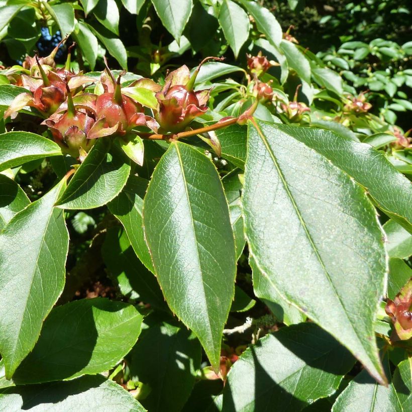 Stewartia rostrata - Stuartie (Feuillage)