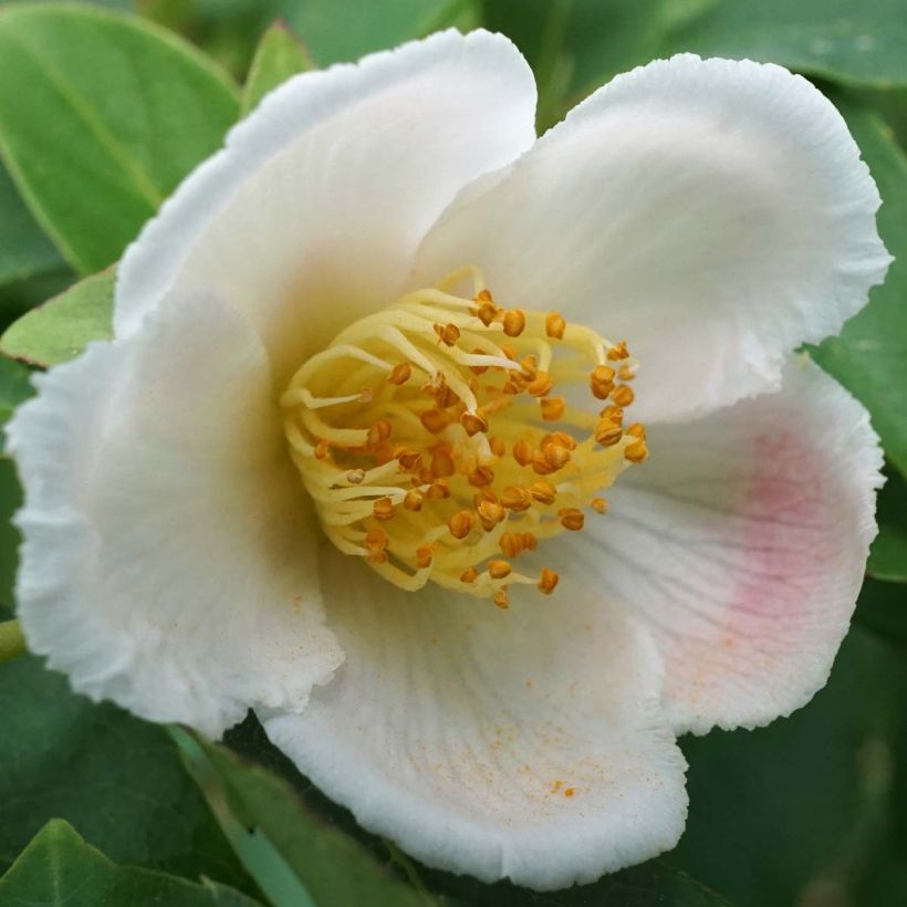 Stewartia rostrata - Stuartie (Floraison)