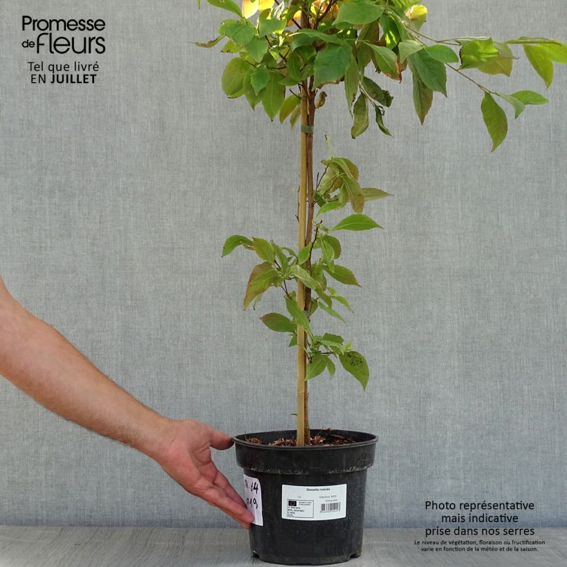 Spécimen de Stewartia rostrata - Stuartie Pot de 4L/5L tel que livré en été