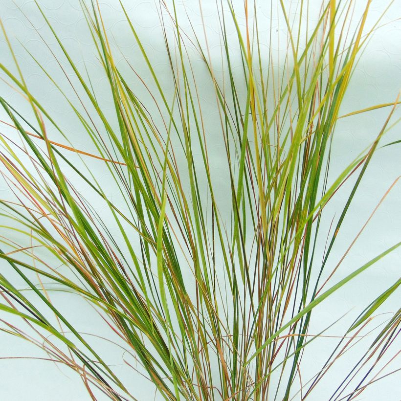 Stipa arundinacea - Anemanthele lessoniana (Feuillage)