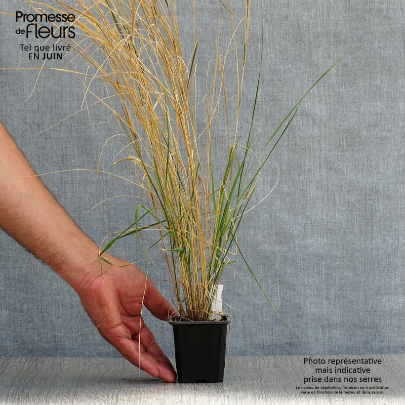 Spécimen de Stipa arundinacea - Anemanthele lessoniana Godet de 8/9 cm tel que livré en été