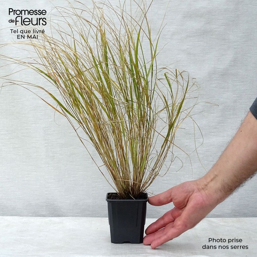 Spécimen de Stipa arundinacea - Anemanthele lessoniana godet de 9cm tel que livré au printemps