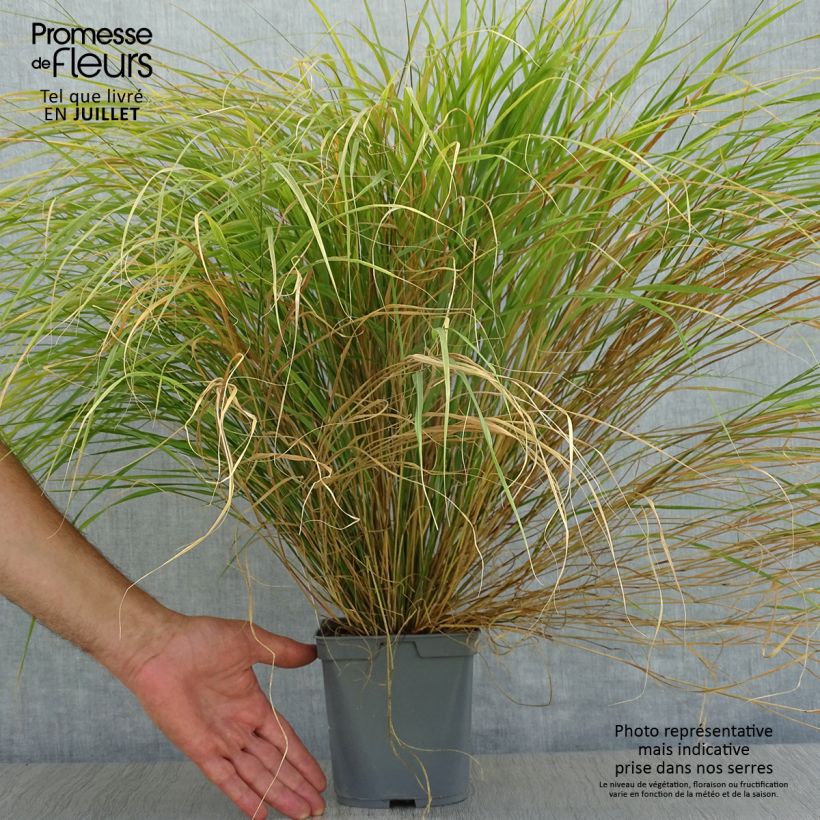 Spécimen de Stipa arundinacea - Anemanthele lessoniana Pot de 2L/3L tel que livré en été