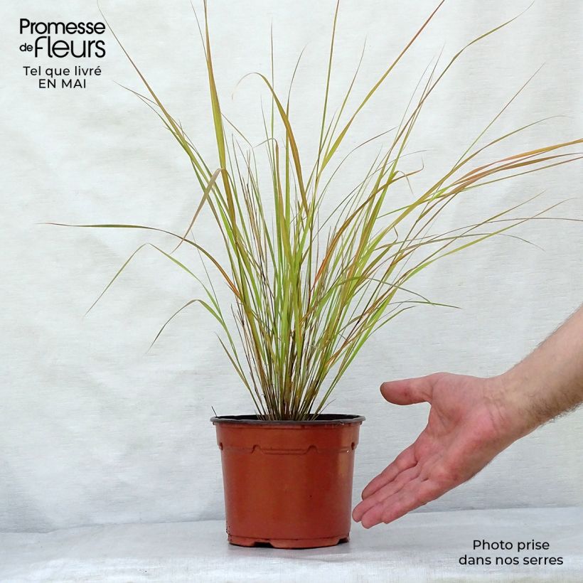 Spécimen de Stipa arundinacea - Anemanthele lessoniana pot de 2L tel que livré au printemps