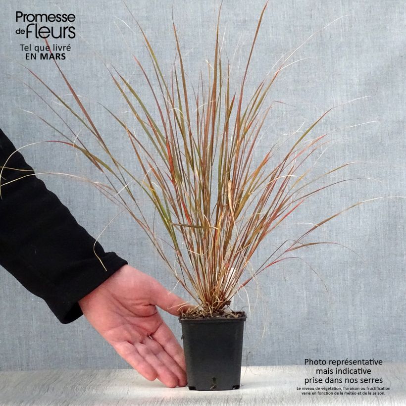 Spécimen de Stipa arundinacea Sirocco - Anemanthele lessoniana Godet de 8/9cm tel que livré au printemps