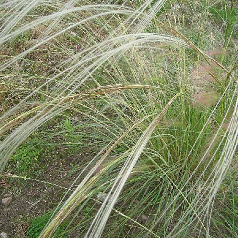 Stipa barbata - Stipe cheveux d'ange. (Floraison)