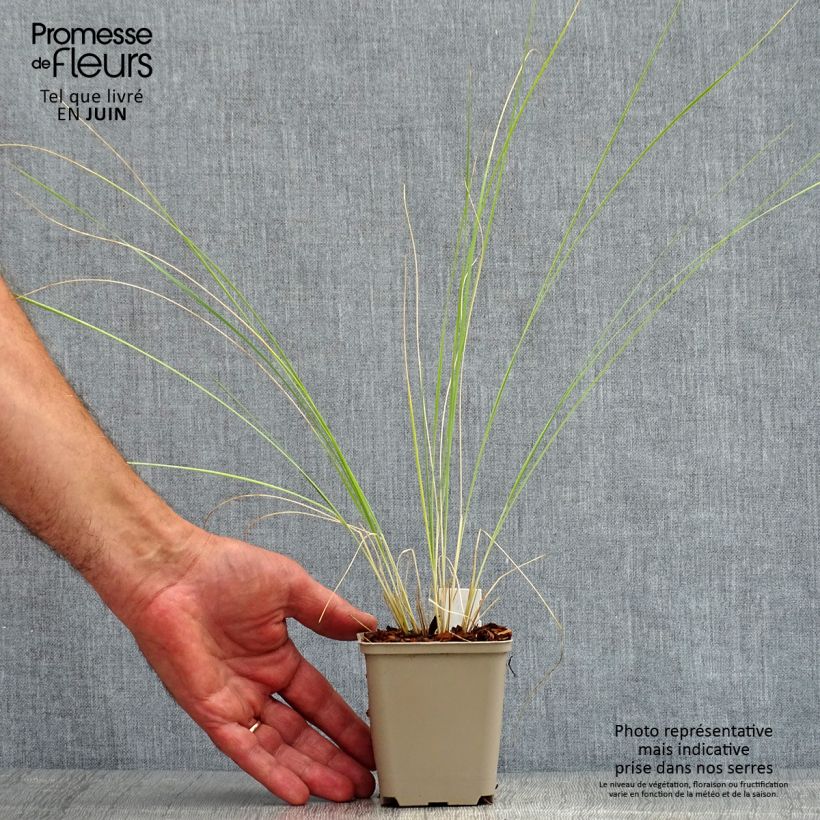 Spécimen de Stipa barbata - Stipe cheveux d'ange. Godet de 7/8 cm tel que livré en été