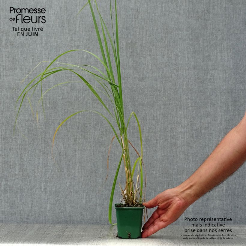 Spécimen de Stipa calamagrostis - Achnaterum Godet de 8/9 cm tel que livré en été