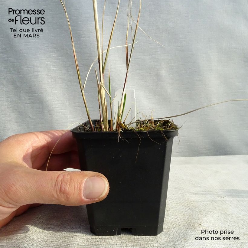 Spécimen de Stipa calamagrostis - Achnaterum en godet de 9 cm tel que livré au printemps