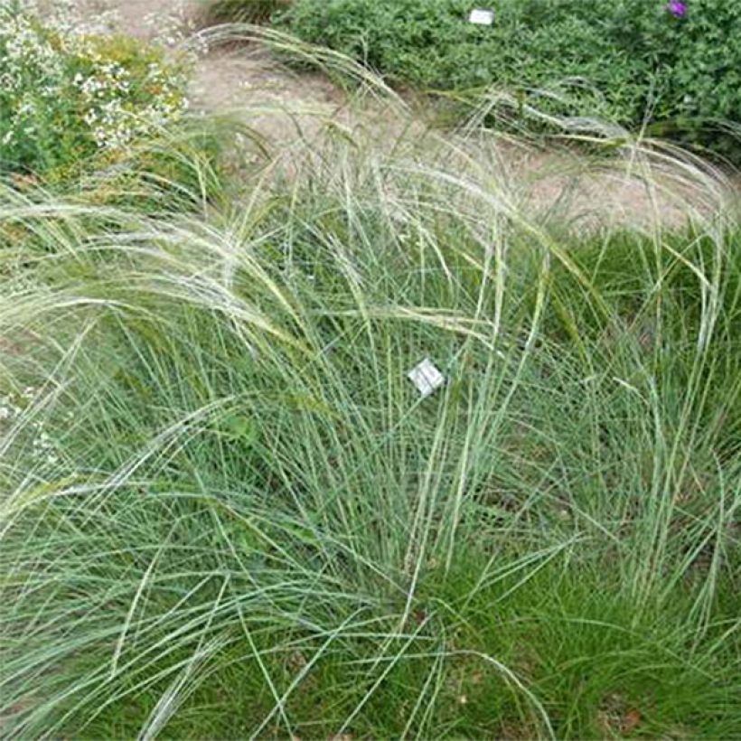 Stipa capillata - Stipe capillaire (Port)