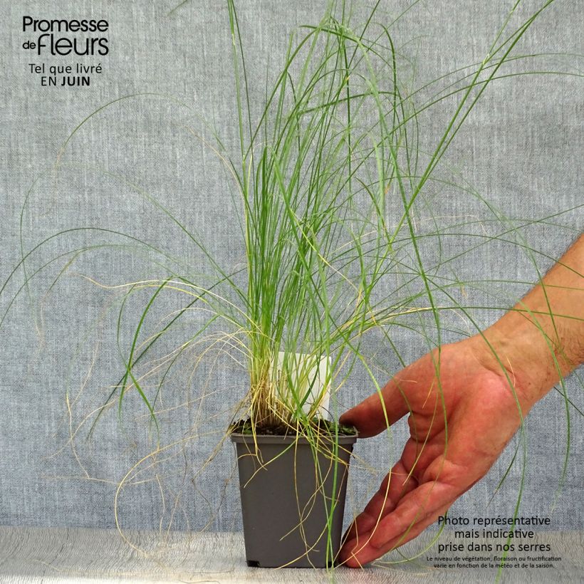 Spécimen de Stipa capillata - Stipe capillaire Godet de 8/9 cm tel que livré en été