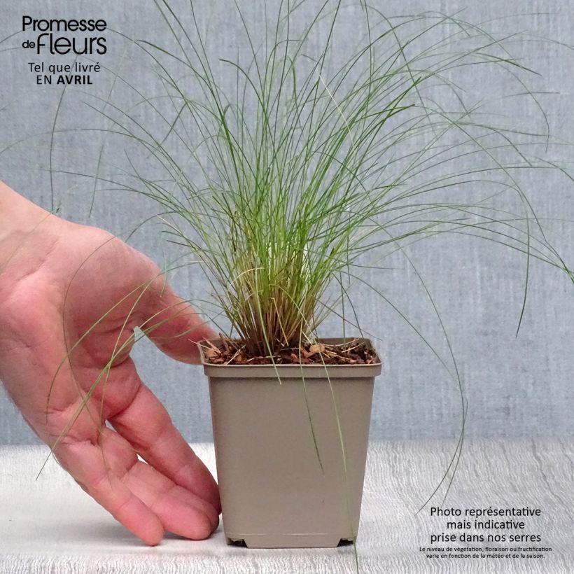 Spécimen de Stipa capillata - Stipe capillaire en godet de 9 cm tel que livré au printemps
