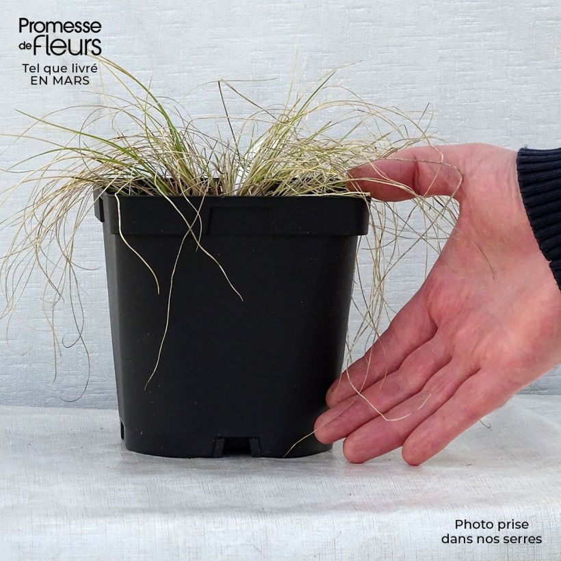 Spécimen de Stipa capillata - Stipe capillaire en pot de 2/3 litres tel que livré au printemps