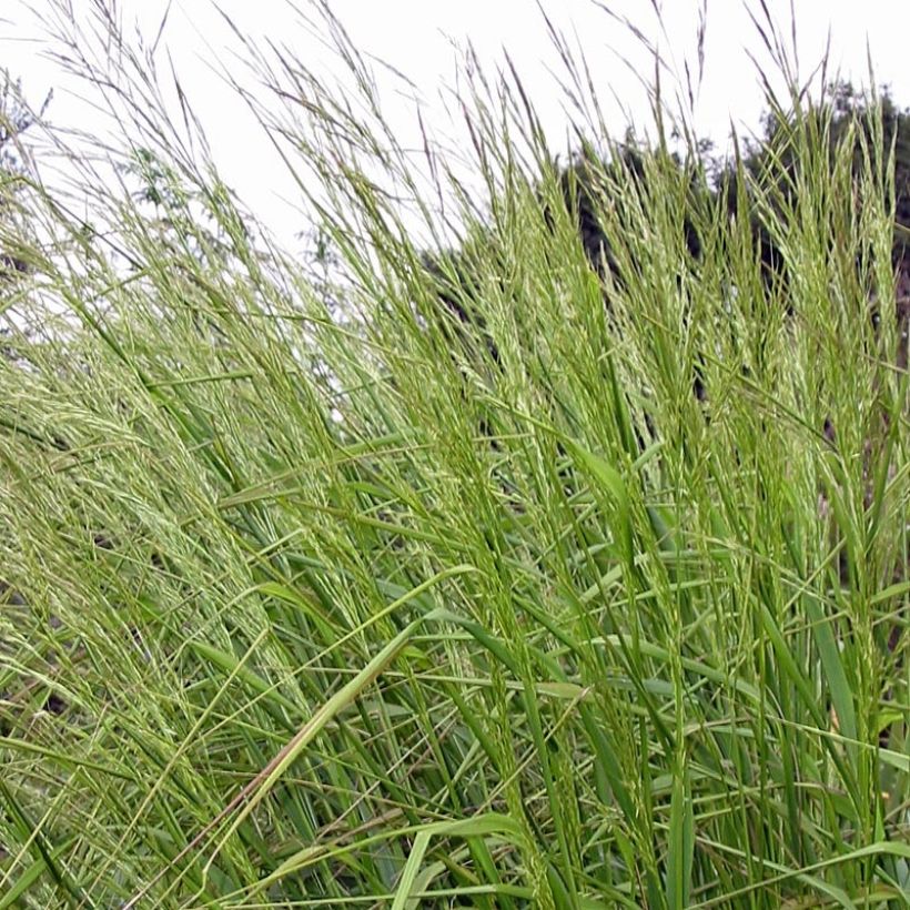 Stipa extremiorientalis - Stipe (Feuillage)