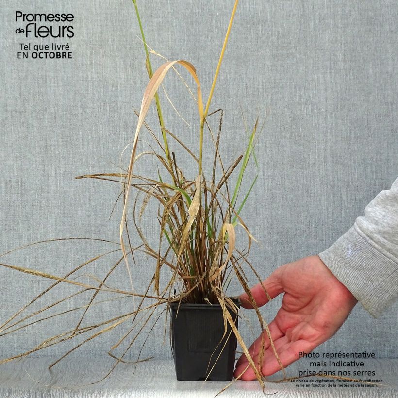 Spécimen de Stipa extremiorientalis - Stipe tel que livré en automne