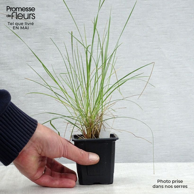 Spécimen de Stipa gigantea - Stipe géante en godet de 9 cm tel que livré au printemps