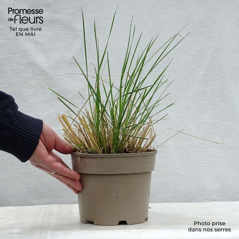 Spécimen de Stipa gigantea - Stipe géante en pot de 2L/3L tel que livré au printemps