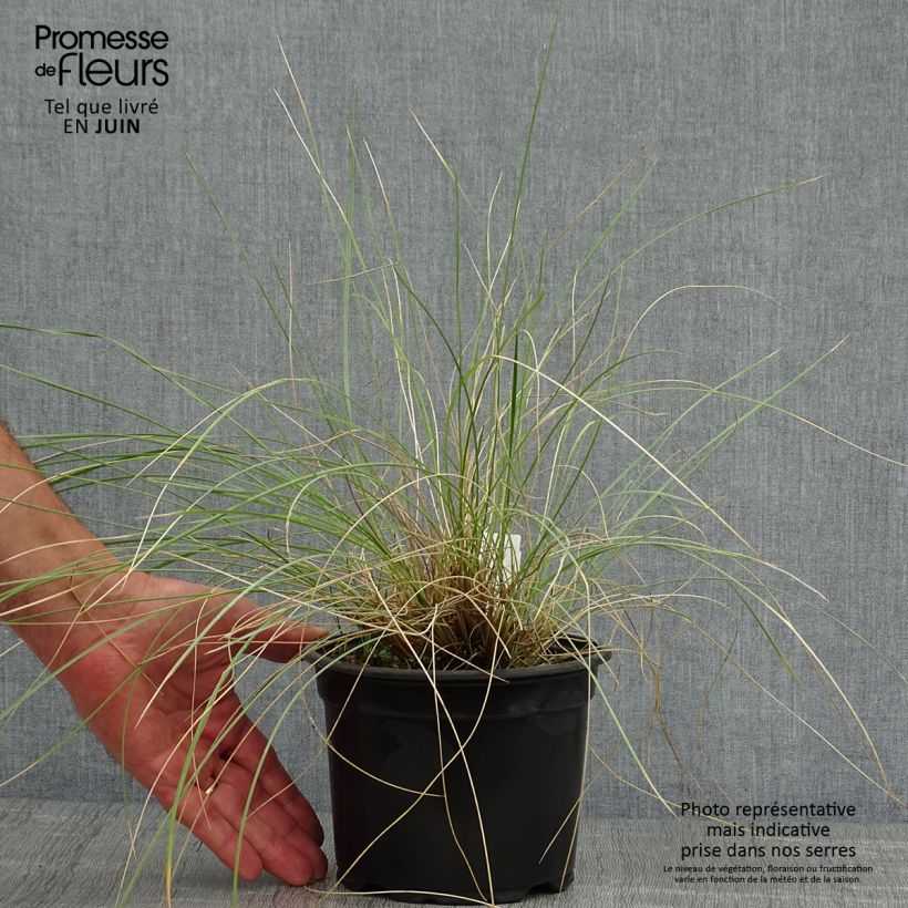 Spécimen de Stipa gigantea - Stipe géante Pot de 2L/3L tel que livré en été