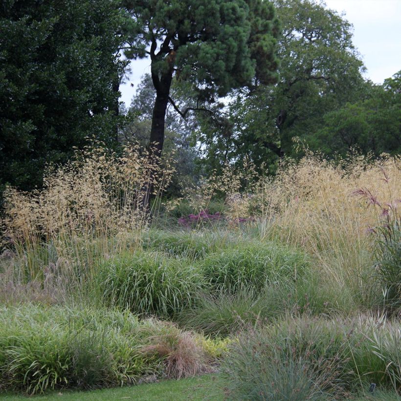 Stipa gigantea - Stipe géante (Port)