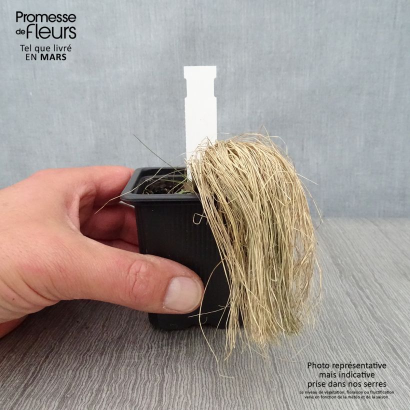 Spécimen de Stipa ichu - Jarava ichu Godet de 8/9 cm tel que livré au printemps