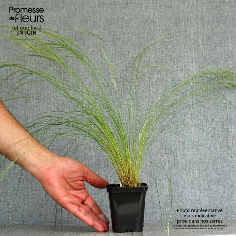 Spécimen de Stipa pennata Godet de 8/9 cm tel que livré en été