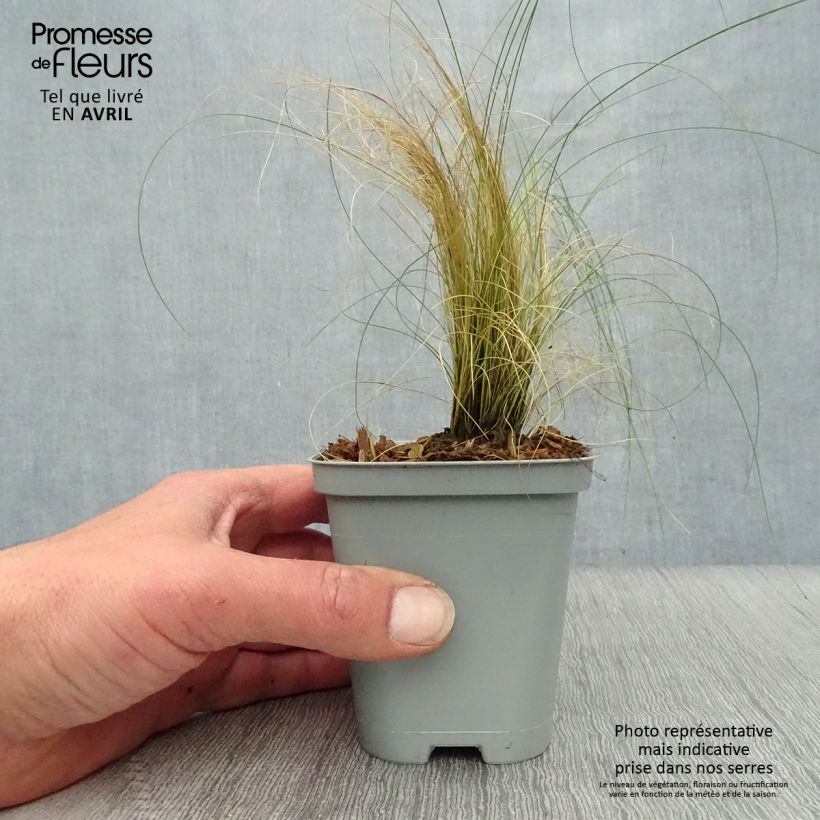 Spécimen de Stipa pennata en godet de 8/9cm tel que livré au printemps