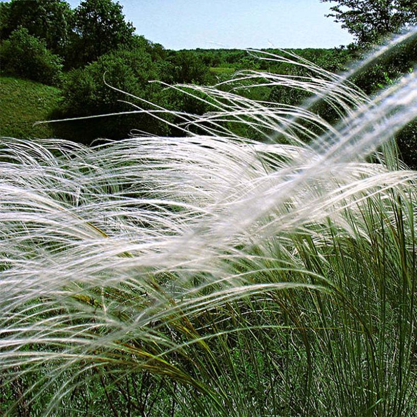 Stipa pulcherrima - Stipe admirable (Floraison)