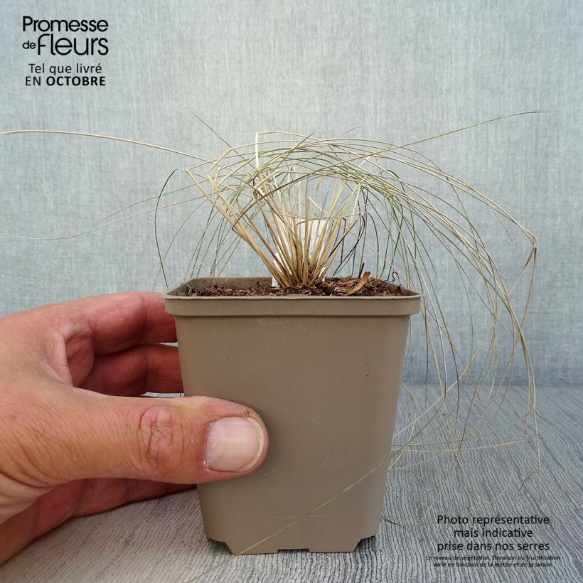 Spécimen de Stipa pulcherrima - Stipe admirable Godet de 8/9 cm tel que livré en automne